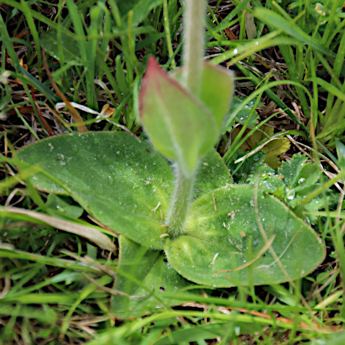 Arnika / Arnica montana