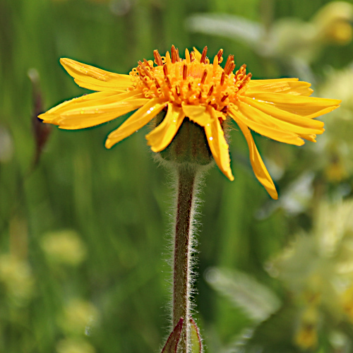 Arnika / Arnica montana