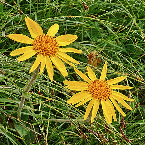 Arnika / Arnica montana