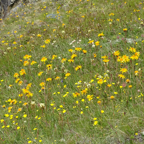 Arnika / Arnica montana