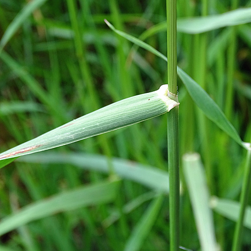 Französisches Raygras / Arrhenatherum elatius