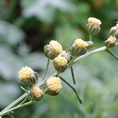 Eberreis / Artemisia abrotanum