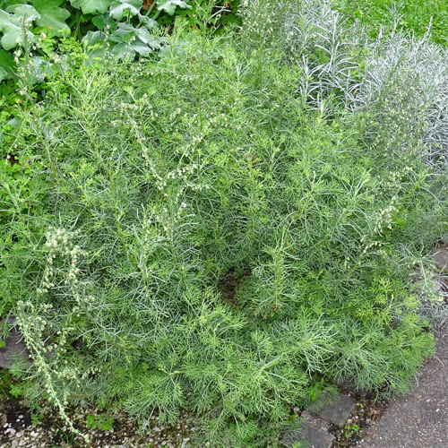 Eberreis / Artemisia abrotanum