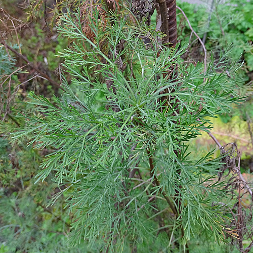 Eberreis / Artemisia abrotanum