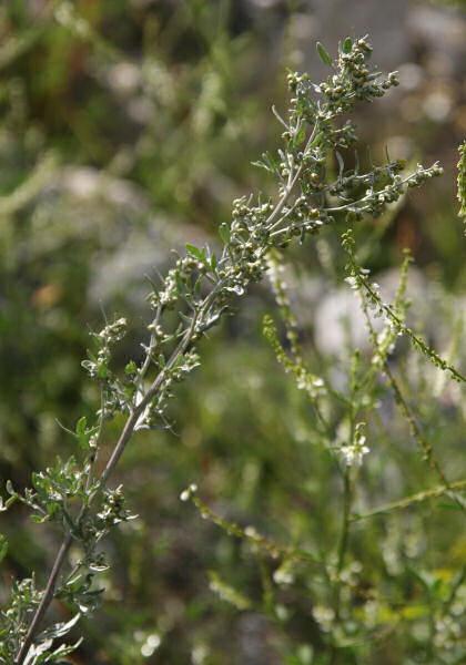 Echter Wermut / Artemisia absinthium
