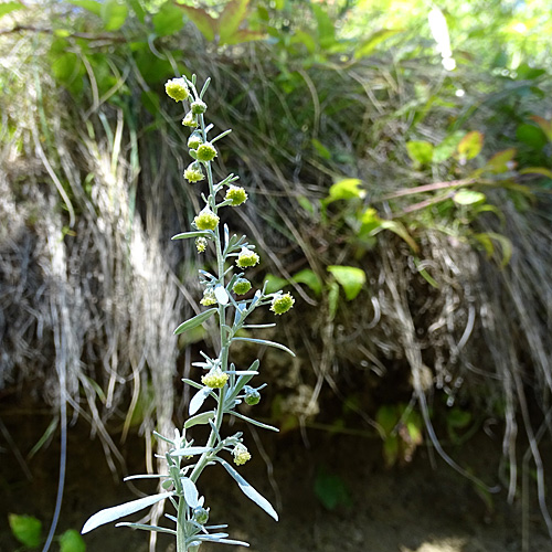 Echter Wermut / Artemisia absinthium