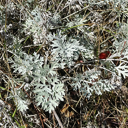 Echter Wermut / Artemisia absinthium