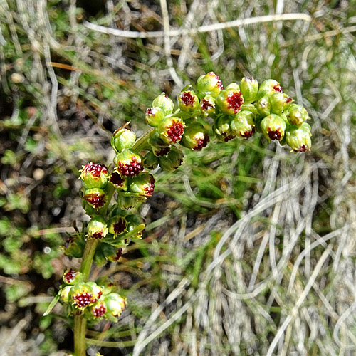 Nordischer Beifuss / Artemisia borealis