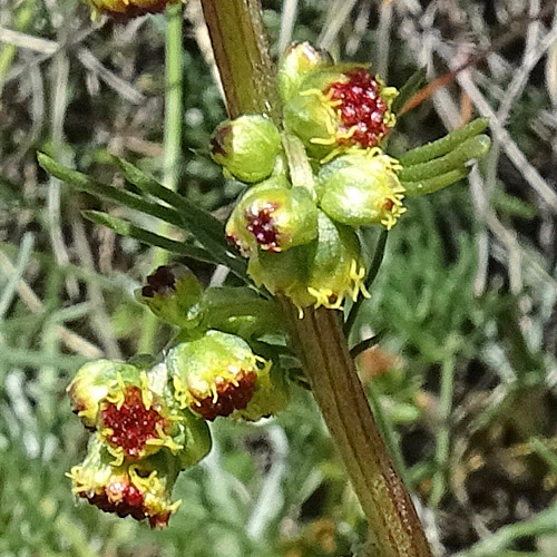 Nordischer Beifuss / Artemisia borealis