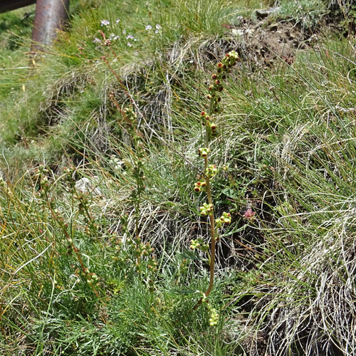 Nordischer Beifuss / Artemisia borealis