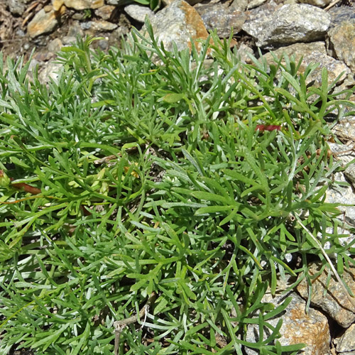 Nordischer Beifuss / Artemisia borealis