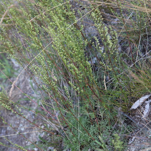 Feld-Beifuss / Artemisia campestris