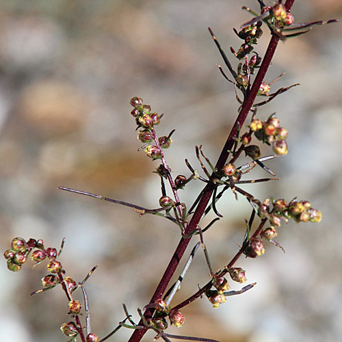 Feld-Beifuss / Artemisia campestris