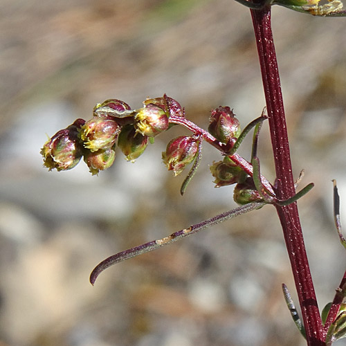 Feld-Beifuss / Artemisia campestris