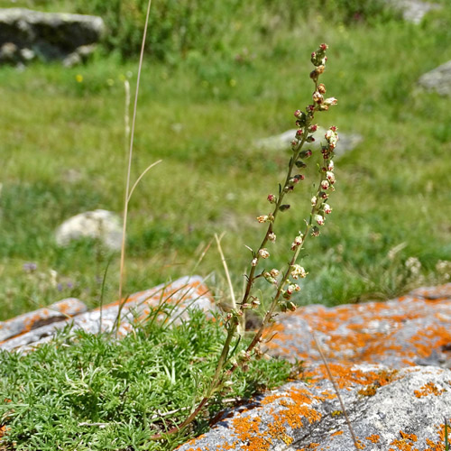 Alpen-Feld-Beifuss / Artemisia campestris subsp. alpina