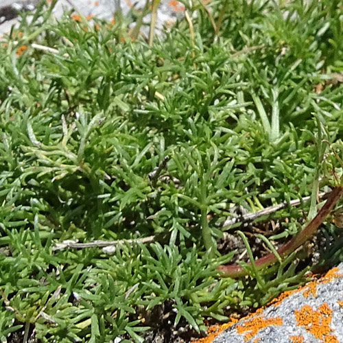Alpen-Feld-Beifuss / Artemisia campestris subsp. alpina