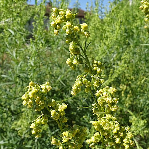 Estragon / Artemisia dracunculus