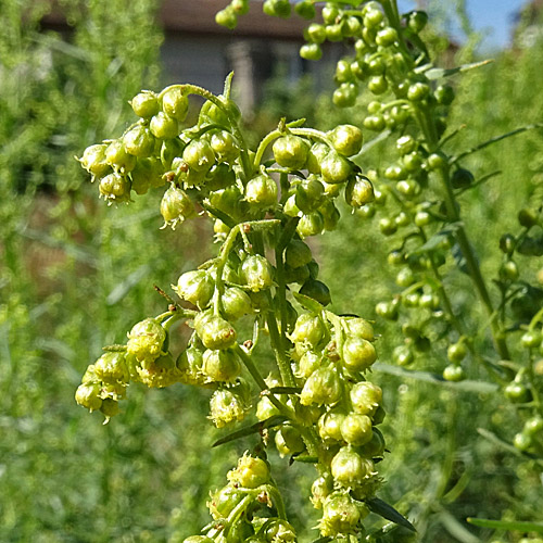 Estragon / Artemisia dracunculus