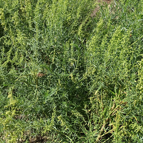 Estragon / Artemisia dracunculus