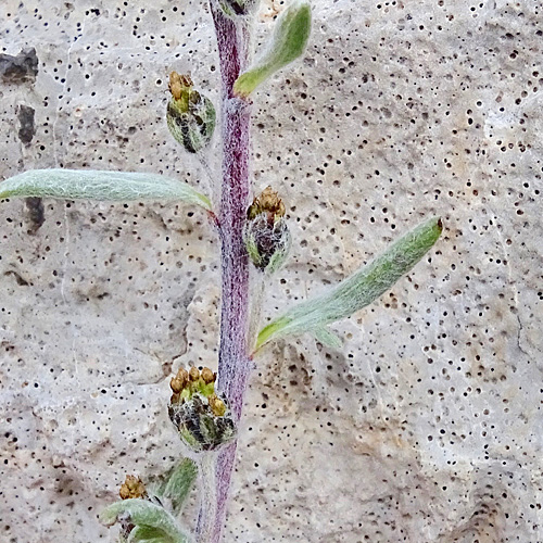 Ährige Edelraute / Artemisia genipi