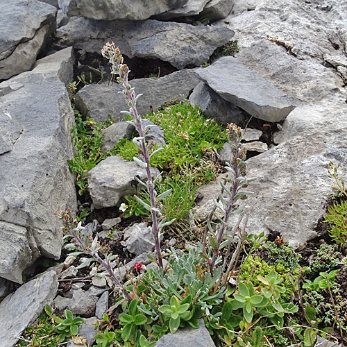 Ährige Edelraute / Artemisia genipi