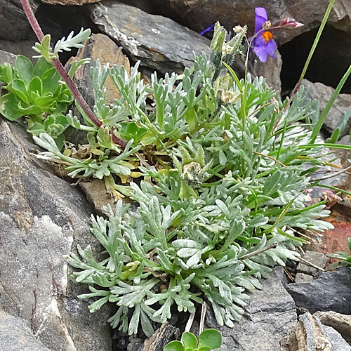 Ährige Edelraute / Artemisia genipi