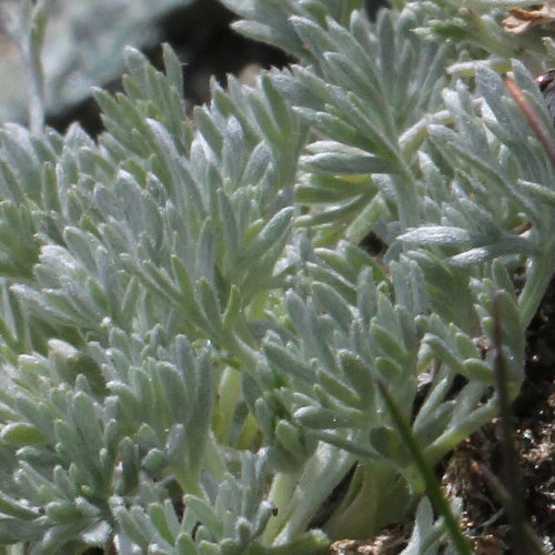 Gletscher-Edelraute / Artemisia glacialis
