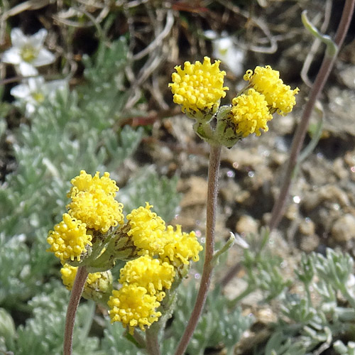 Gletscher-Edelraute / Artemisia glacialis