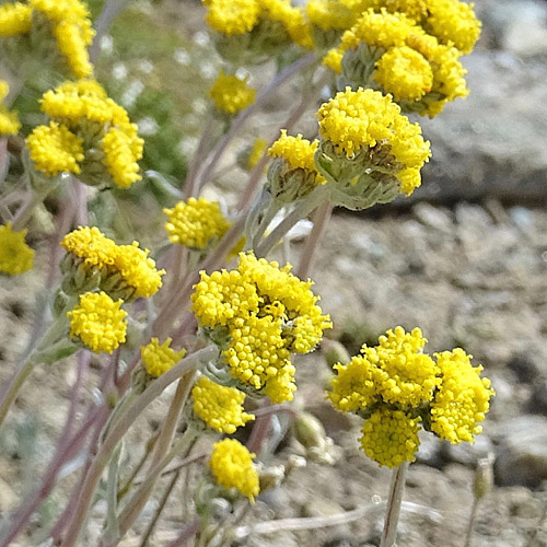 Gletscher-Edelraute / Artemisia glacialis