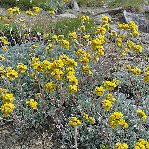 Gletscher-Edelraute / Artemisia glacialis