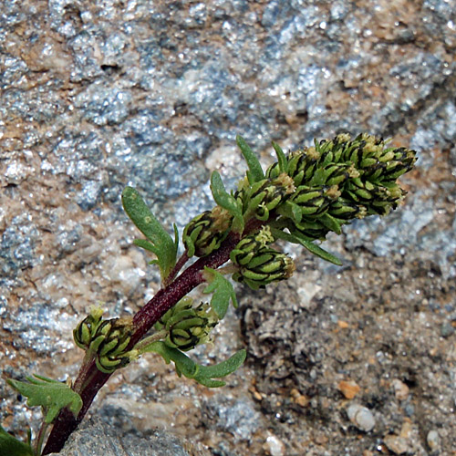 Schnee-Edelraute / Artemisia nivalis