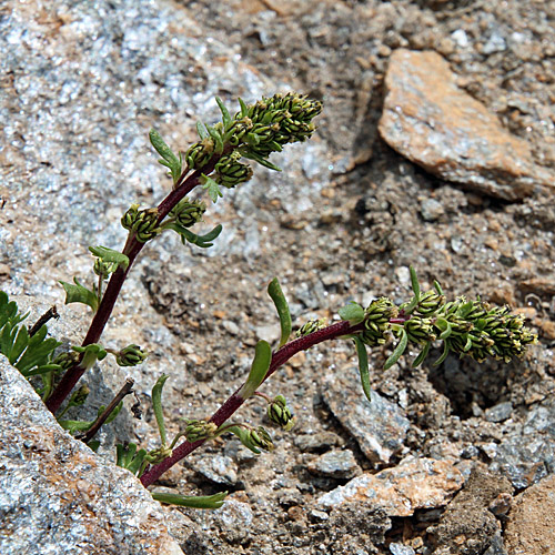 Schnee-Edelraute / Artemisia nivalis