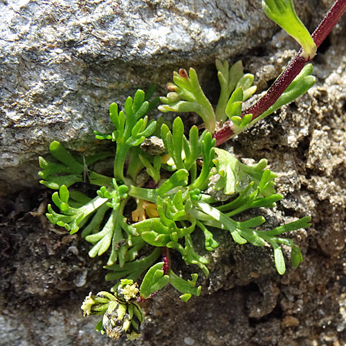 Schnee-Edelraute / Artemisia nivalis