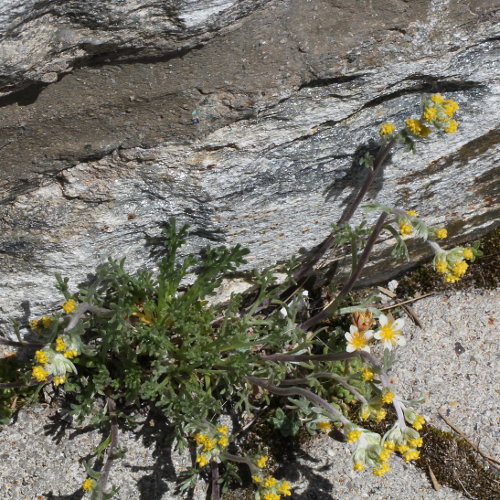 Echte Edelraute / Artemisia umbelliformis