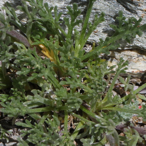 Echte Edelraute / Artemisia umbelliformis