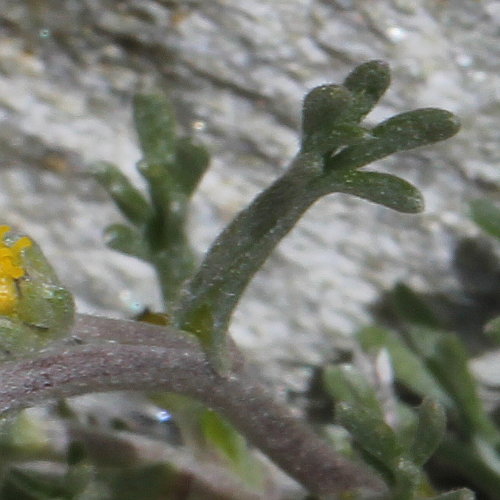 Echte Edelraute / Artemisia umbelliformis