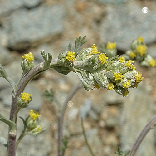 Echte Edelraute / Artemisia umbelliformis