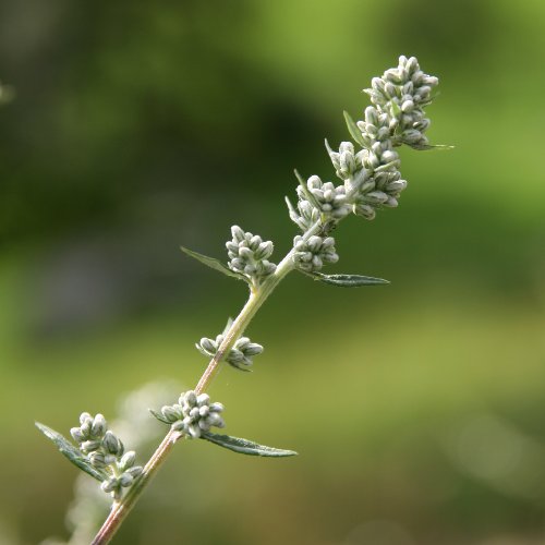 Gemeiner Beifuss / Artemisia vulgaris