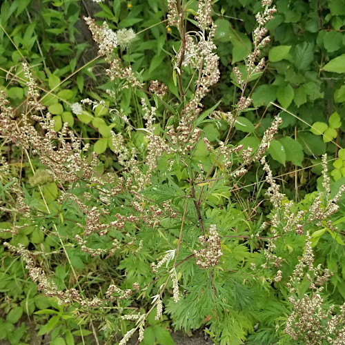 Gemeiner Beifuss / Artemisia vulgaris