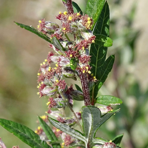 Gemeiner Beifuss / Artemisia vulgaris