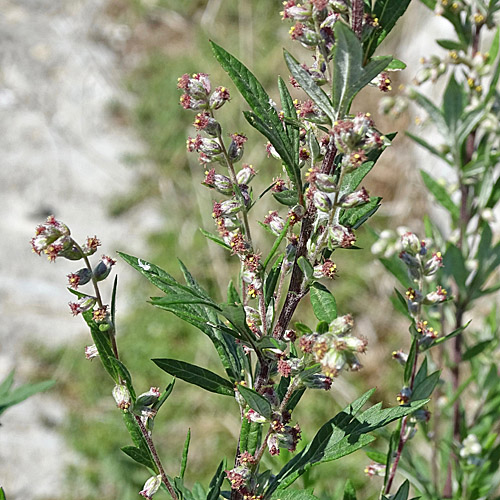 Gemeiner Beifuss / Artemisia vulgaris