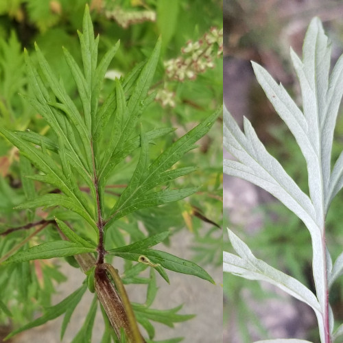 Gemeiner Beifuss / Artemisia vulgaris