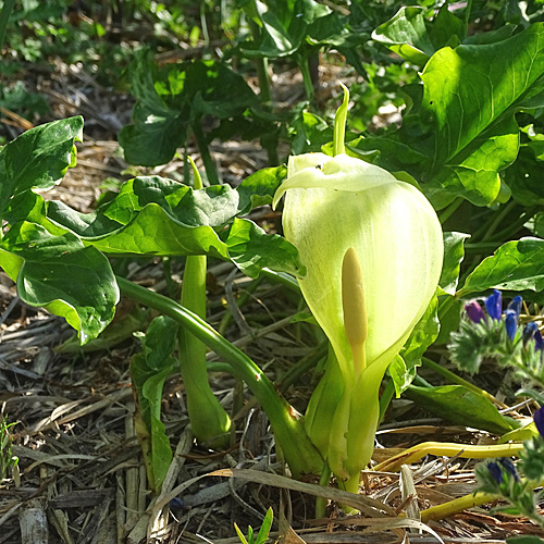 Italienischer Aronstab / Arum italicum