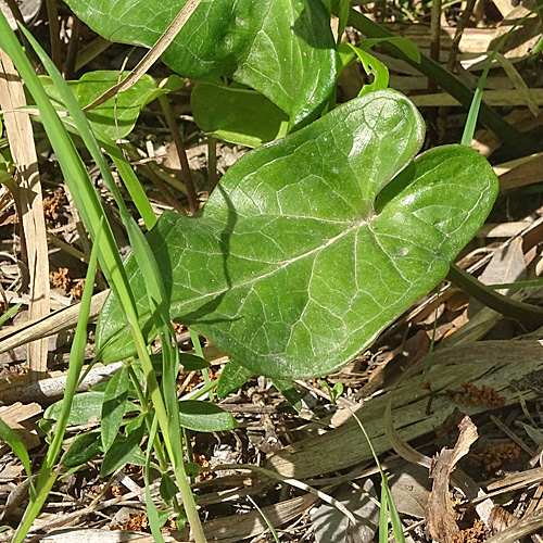 Italienischer Aronstab / Arum italicum