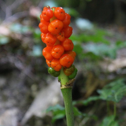 Gemeiner Aronstab / Arum maculatum