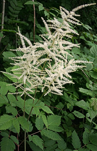 Wald-Geissbart / Aruncus dioicus