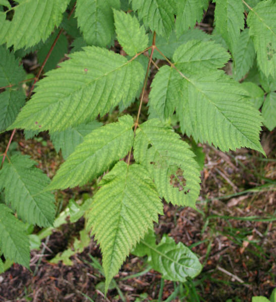 Wald-Geissbart / Aruncus dioicus