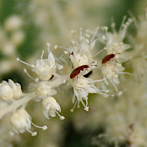 Wald-Geissbart / Aruncus dioicus