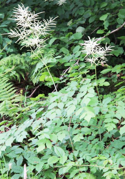 Wald-Geissbart / Aruncus dioicus