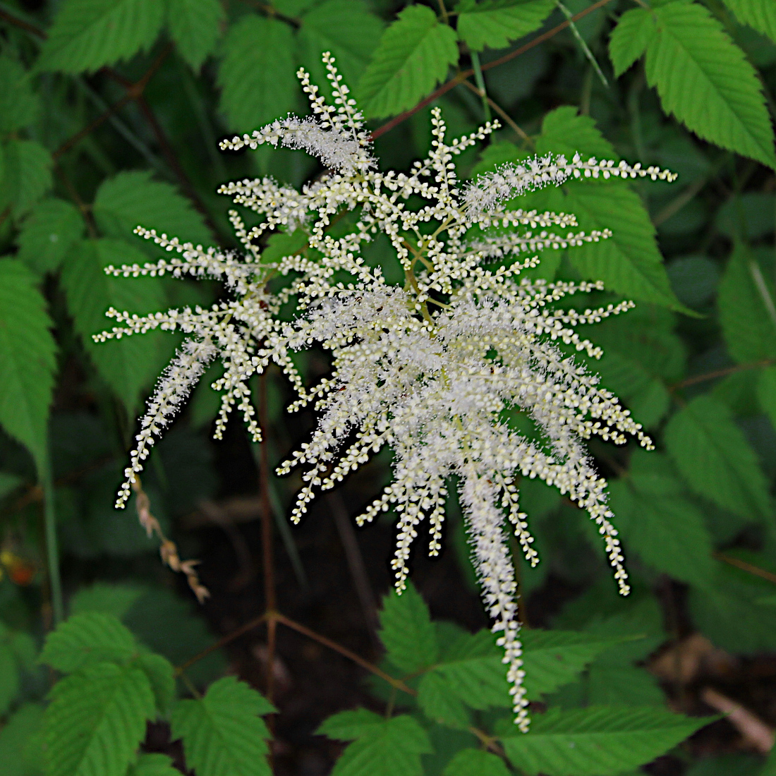 Wald-Geissbart / Aruncus dioicus